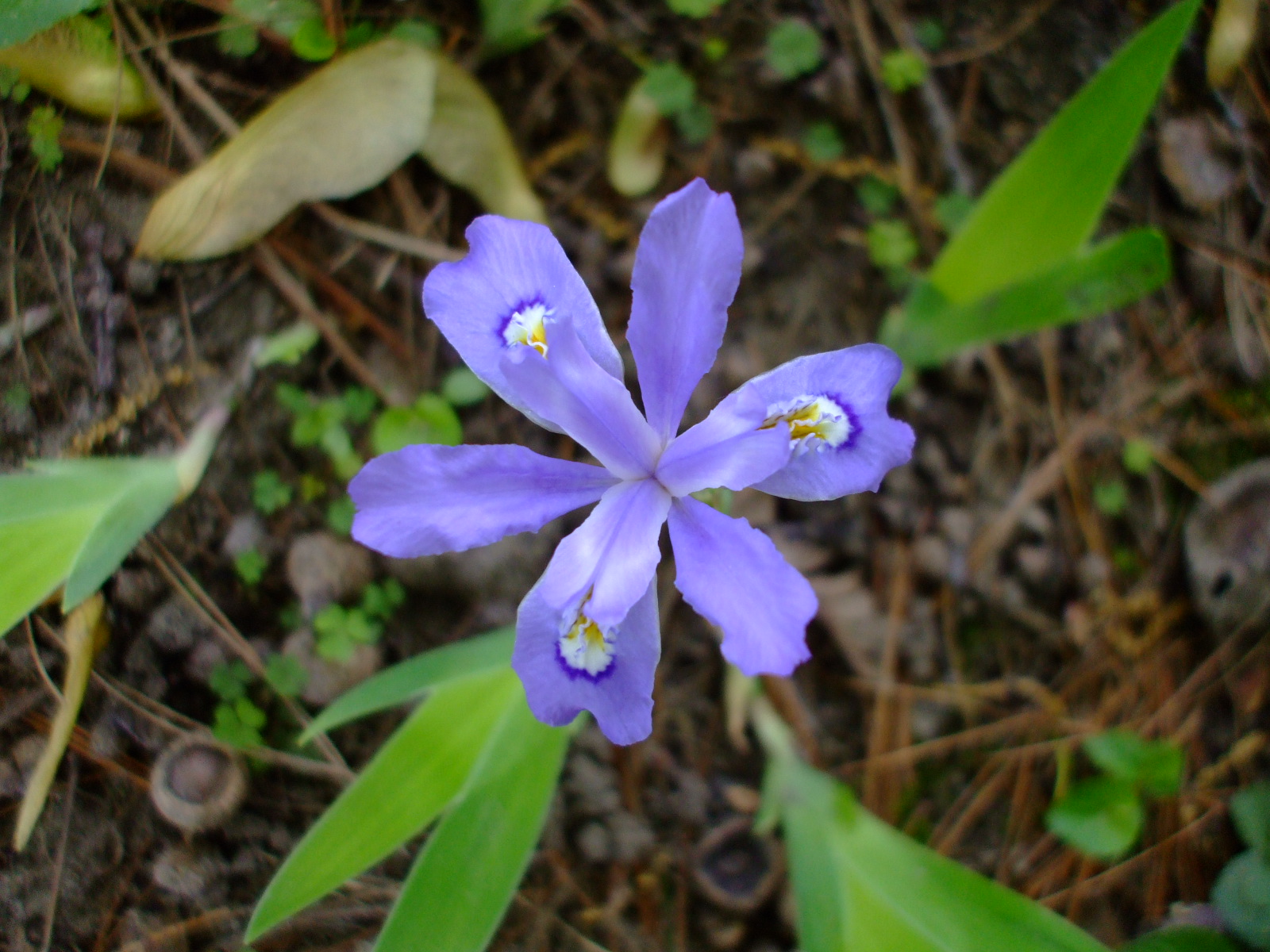 Iris cristata